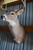 8 Point Buck Deer Mount, 17