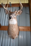 8 Point Buck Deer Mount, 16
