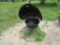 Mineral feeder