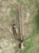 (2) antique water pumps