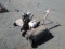 Brown MFG Bed Edger,
