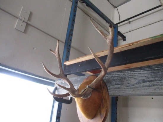 5 x 4 Red Stag Mount