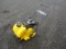 Mustang LF-880 Vibratory Plate Compactor