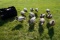 Dozen Avian X Full Body Mallard Decoys