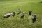 6 Avian X Full Body Goose Decoys