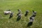 6 Avian X Full Body Goose Decoys