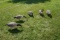 5 Full body Avian X Goose Decoys