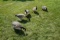 5 Full body Avian X Goose Decoys