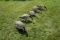 5 Full body Avian X Goose Decoys