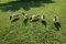 5 Full body Avian X Goose Decoys