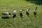5 Full body Avian X Goose Decoys