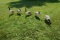 5 Full body Avian X Goose Decoys