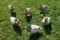 6 Full Body Cabela's Northern Flight Duck Decoys
