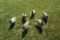 6 Full Body Cabela's Northern Flight Duck Decoys