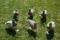 6 Full Body Cabela's Northern Flight Duck Decoys