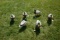 6 Full Body Cabela's Northern Flight Duck Decoys