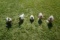5 Full Body Cabela's Northern Flight Duck Decoys