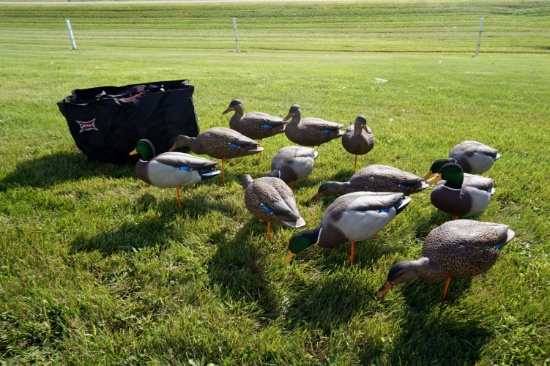 Dozen Avian X Full Body Mallard Decoys