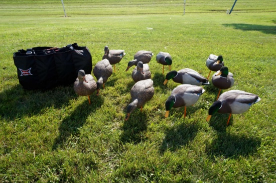 Dozen Avian X Full Body Mallard Decoys