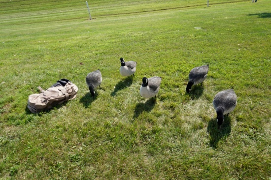 6 Avian X Full Body Goose Decoys