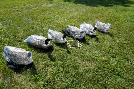 6 Avian X Full Body Goose Decoys