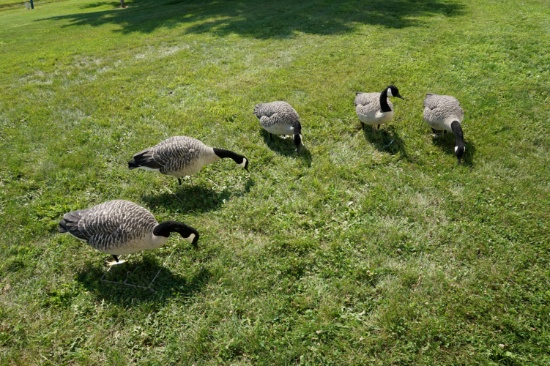 5 Full body Avian X Goose Decoys