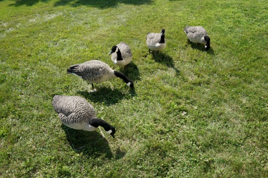 5 Full body Avian X Goose Decoys