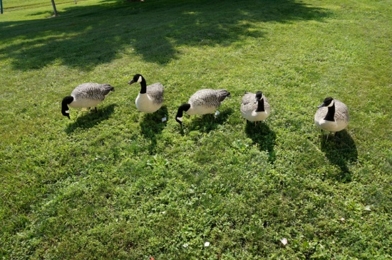 5 Full body Avian X Goose Decoys