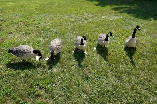5 Full body Avian X Goose Decoys