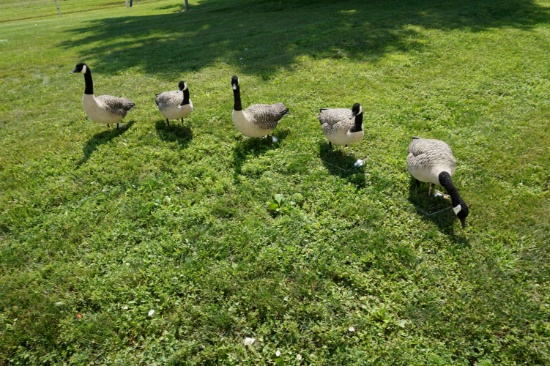 5 Full body Avian X Goose Decoys