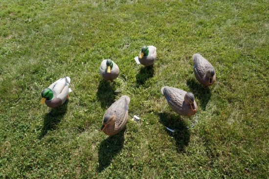 6 Full Body Cabela's Northern Flight Duck Decoys