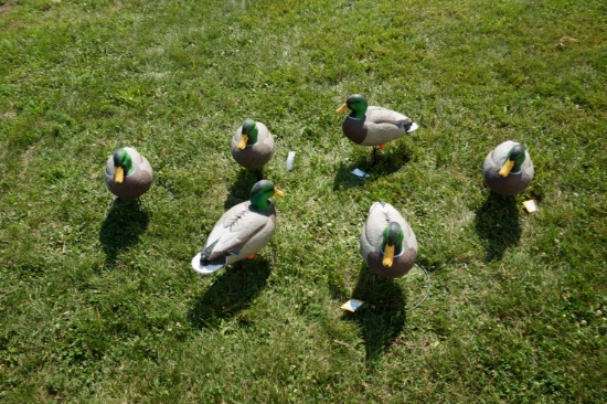 6 Full Body Cabela's Northern Flight Duck Decoys