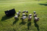 Dozen Avian X Full Body Mallard Decoys