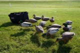 Dozen Avian X Full Body Mallard Decoys