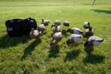 Dozen Avian X Full Body Mallard Decoys