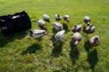 Dozen Avian X Full Body Mallard Decoys