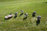 6 Avian X Full Body Goose Decoys