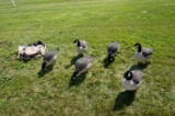 6 Avian X Full Body Goose Decoys