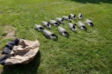 12 goose shells Avian X