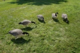 5 Full body Avian X Goose Decoys