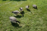 5 Full body Avian X Goose Decoys
