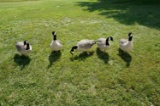 5 Full body Avian X Goose Decoys