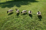 5 Full body Avian X Goose Decoys