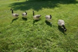 5 Full body Avian X Goose Decoys