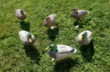 6 Full Body Cabela's Northern Flight Duck Decoys