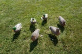 6 Full Body Cabela's Northern Flight Duck Decoys