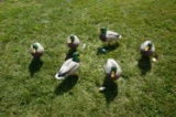 6 Full Body Cabela's Northern Flight Duck Decoys