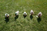 5 Full Body Cabela's Northern Flight Duck Decoys