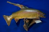 Mounted Montana Brook Trout