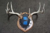 Deer Rack Mount